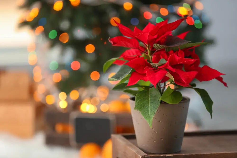 Best Christmas Flowers to Make Your Home Look Festive