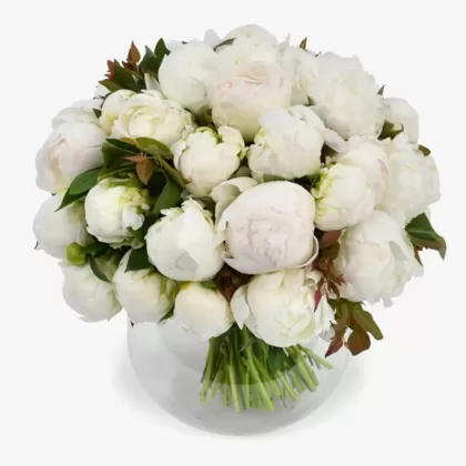 welcome-back-peony-flowers