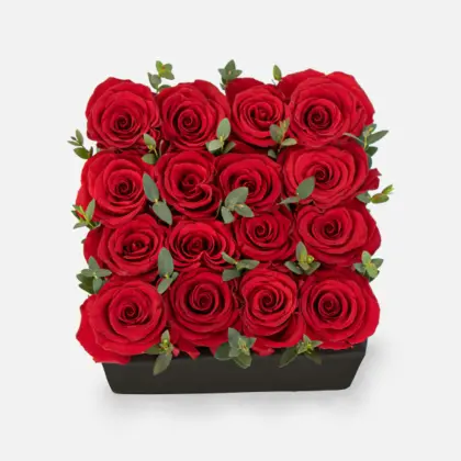red roses garden flowers