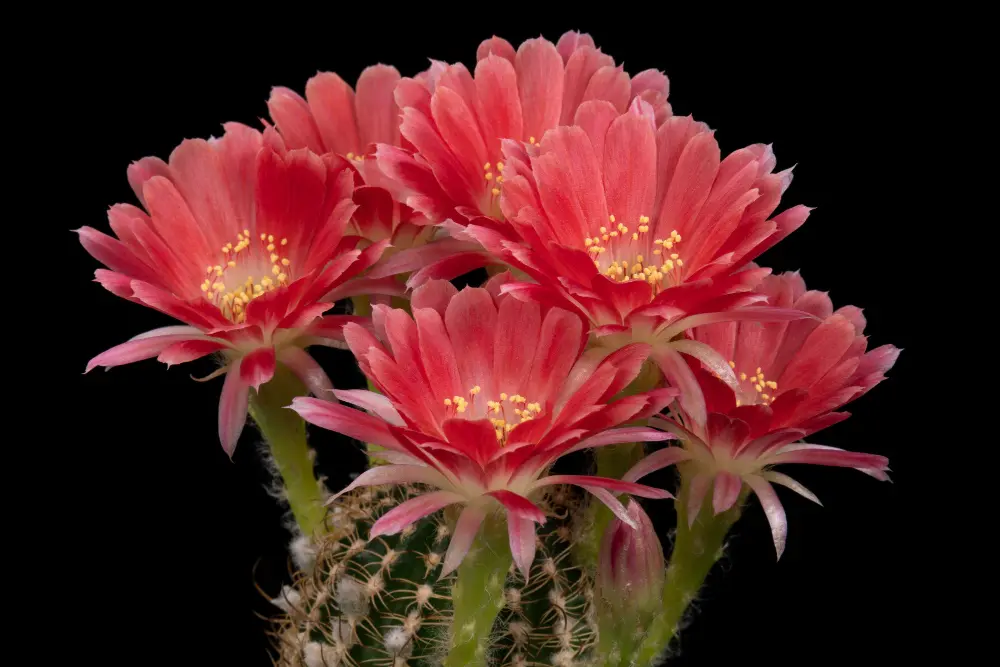 Christmas Cactus