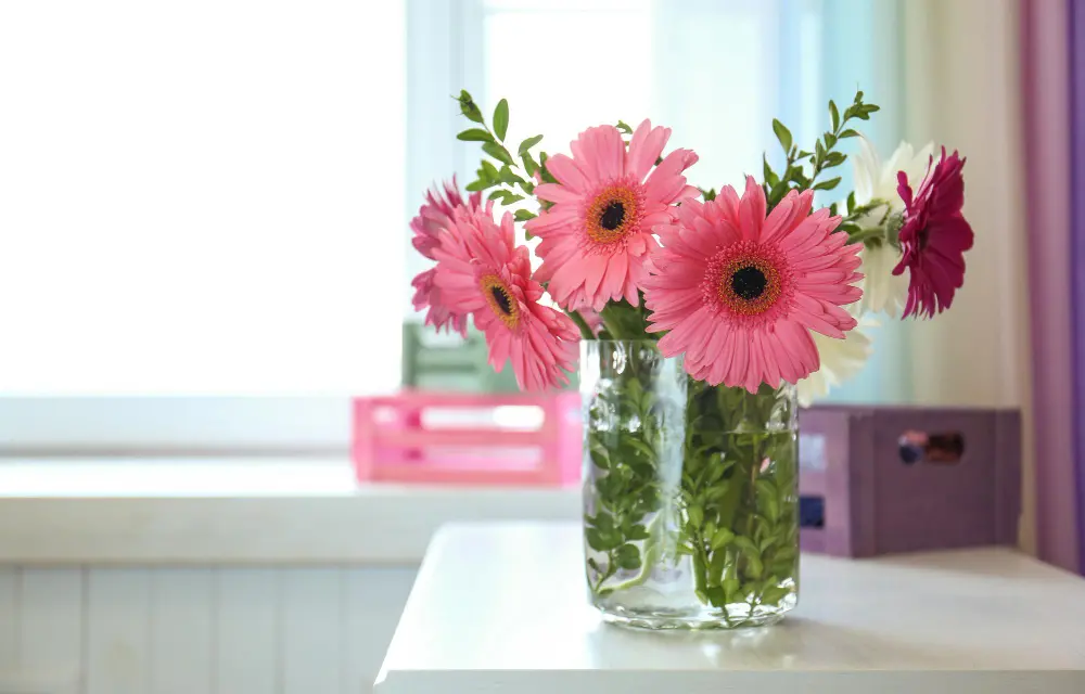 Gerbera