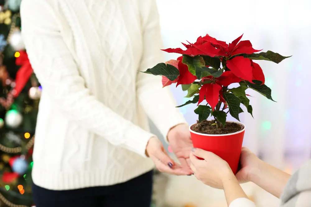 Poinsettia