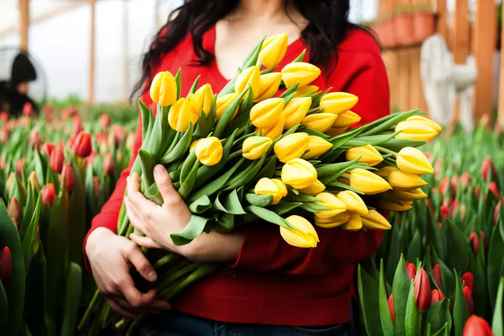 Tulips