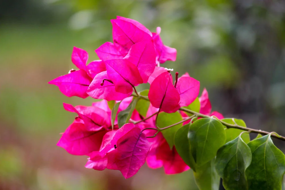 Bougainvillea