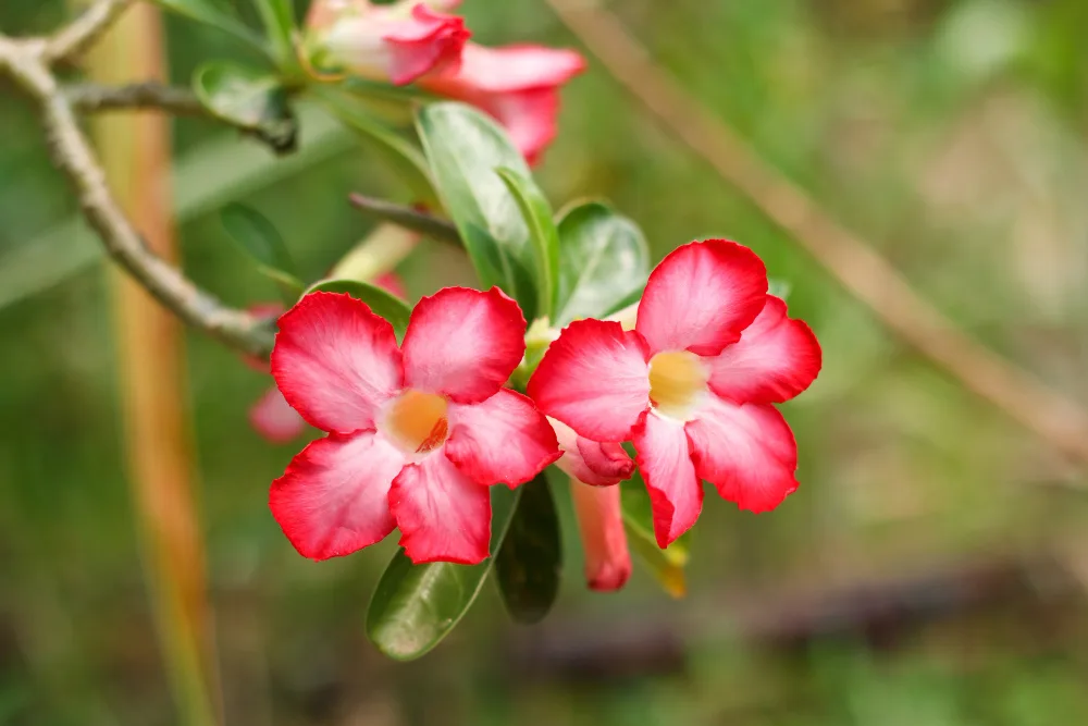 Desert Rose