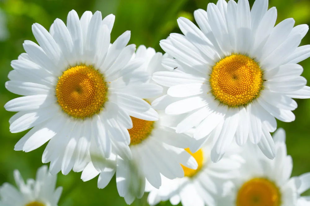 Gerbera Daisy