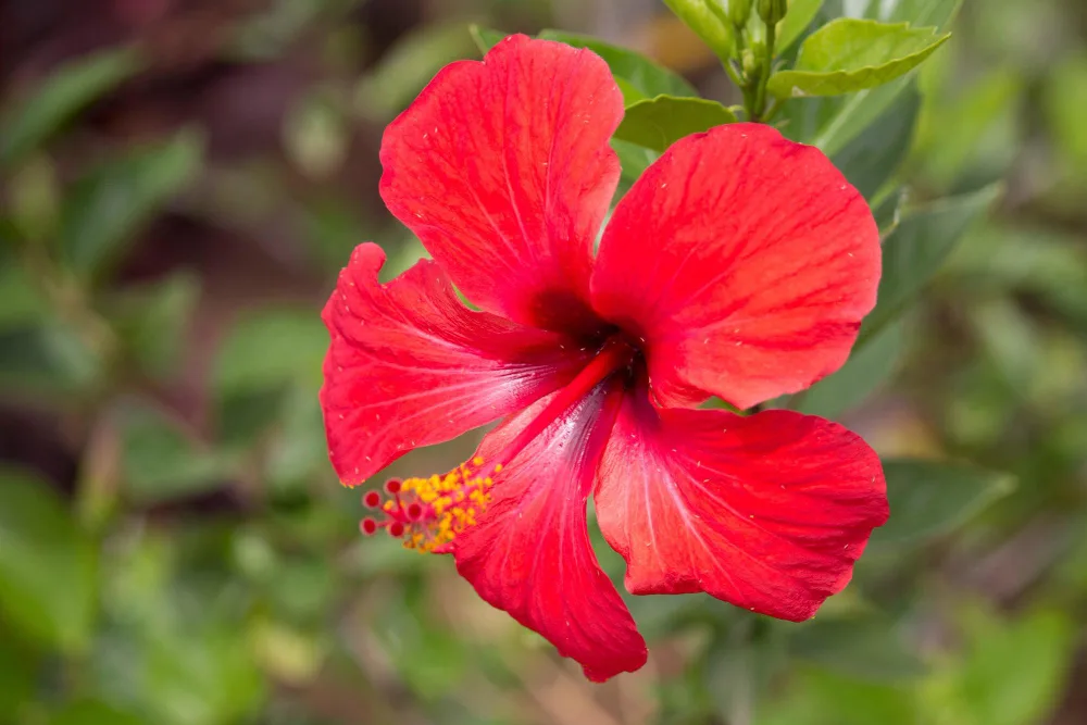 Hibiscus