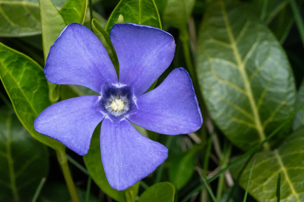 Periwinkle (Vinca)