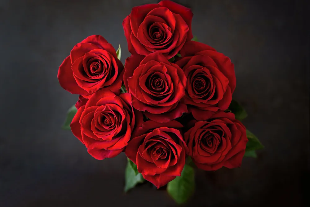 Roses
