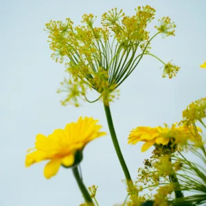 beautiful flowers